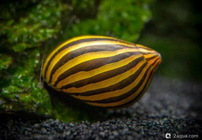 Неретина-зебра (Neritina natalensis)