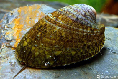Улитка-блюдце (септария) (Septaria porcellana)