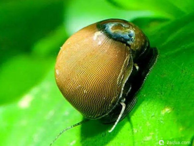 Оливковая неретина (Neritina reclivata)