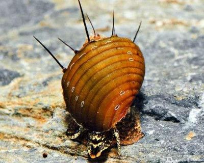 Фото Улитка тиара Thiara cancellata  (photo#158368)