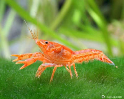 Карликовый оранжевый рак (Cambarellus patzcuarensis sp. Orange)