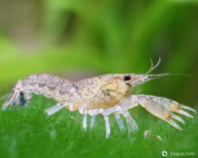 Карликовый синий рак (Cambarellus diminutus)