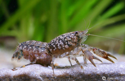 Болотный карликовый рак (Cambarellus puer)