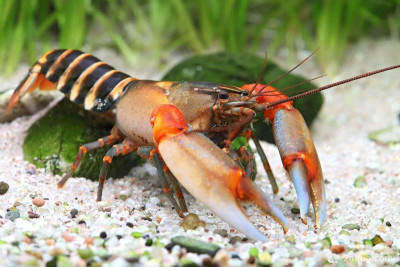 Зебровый рак, Папуанус (Cherax papuanus)