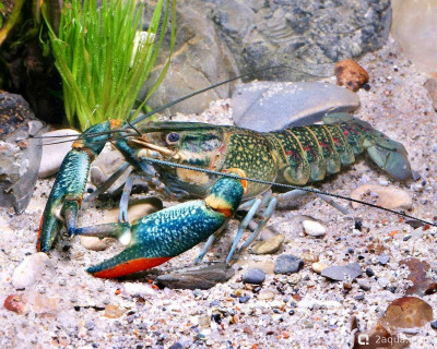 Австралийский красноклешневый рак (Cherax quadricarinatus)