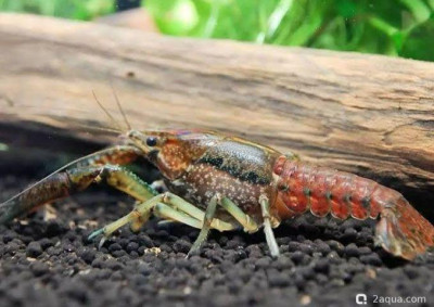 Прокамбарус акантофорус (Procambarus acanthophorus)