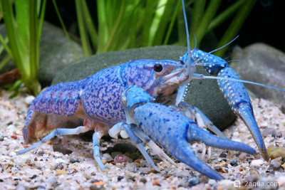 Рак флоридский синий (Procambarus alleni)