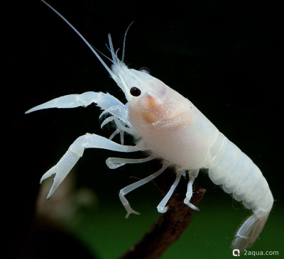 Белый флоридский рак (Procambarus clarkii sp.)