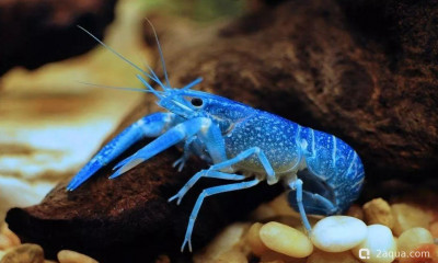 Рак кубинский (Procambarus cubensis)