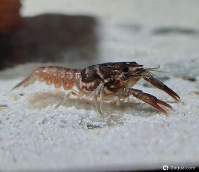 Прокамбарус эноплостернум (Procambarus enoplosternum)