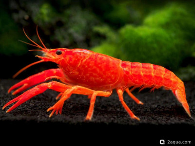 Красный флоридский (болотный) рак (Procambarus clarkii)