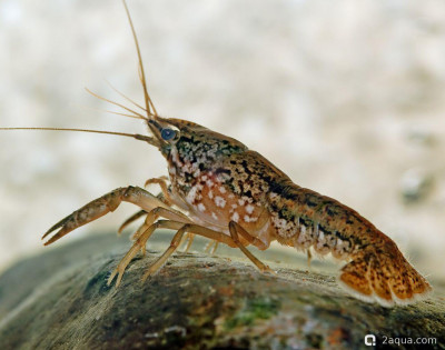 Мраморный рак (Procambarus sp. 