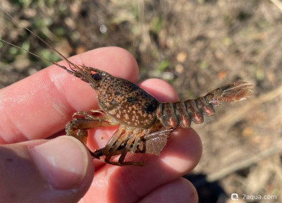 Пушистый рак (Procambarus pubescens)