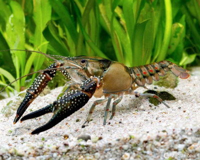 Прокамбарус спикулифер (Procambarus spiculifer)