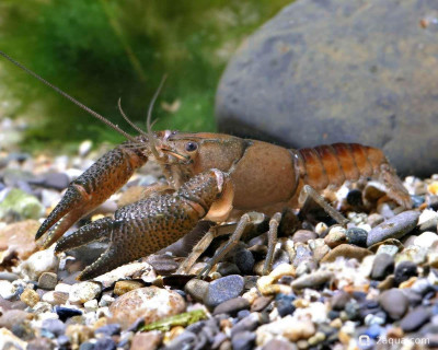Прокамбарус васкеза (Procambarus vasquezae)
