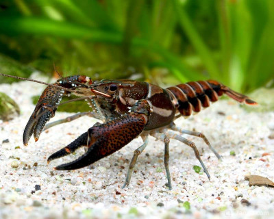 Прокамбарус версутус (Procambarus versutus)