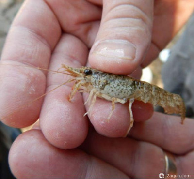 Креветочный рак (Orconectes lancifer)