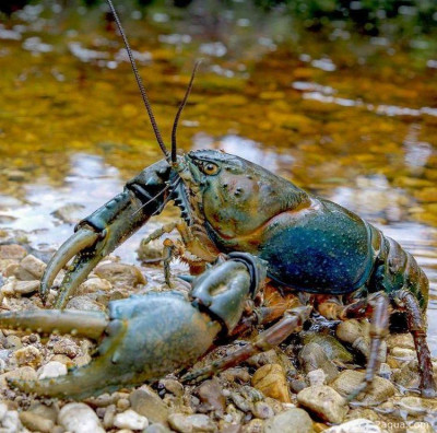 Тасманский пресноводный рак (Astacopsis gouldi)