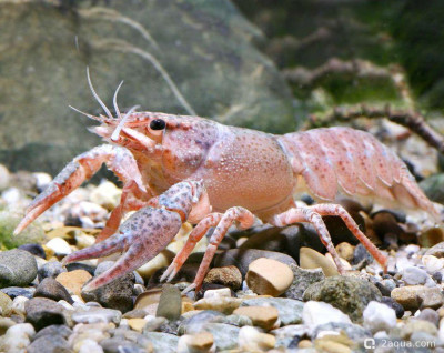 Узкопалый речной рак (Astacus leptodactylus)