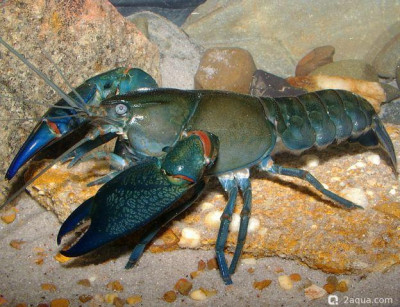 Ябби, Разрушитель (Cherax destructor)