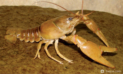 Орконектес обскурус (Orconectes obscurus)