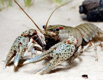 Рак мраморный (Orconectes palmeri)