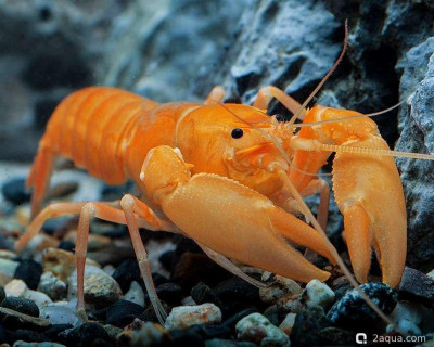 Пресноводный рак (абрикосовый) (Cherax holthuisi)