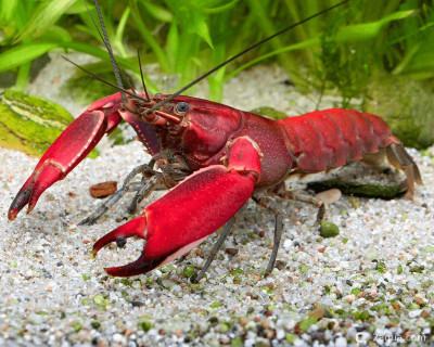 Красный папуасский рак (Cherax boesemani)