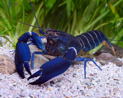 Рак «Голубая луна» (Cherax sp. var. Blue Moon)