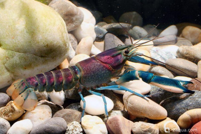 Рак «Хоа-крик» (Cherax hoa creek)