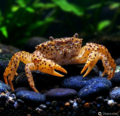 Пантерный (леопардовый) краб (Parathelphusa pantherina)