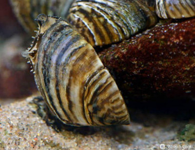 Дрейссена речная (Dreissena polymorpha)