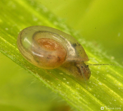 Китайская катушка (Gyraulus chinensis)