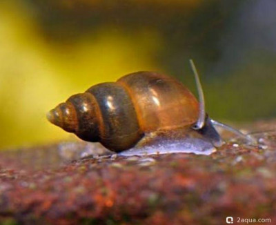 Новозеландская улитка (Potamopyrgus antipodarum)