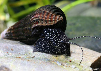 Тиломелания (Tylomelania towutensis)