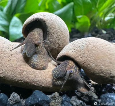 Тиломелания шоколадная (Tylomelania sp. Chocolate Rabbit Snail)