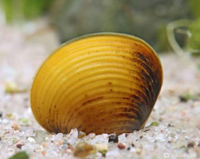 Улитка корбикула (яванская шаровка) (Corbicula javanica)