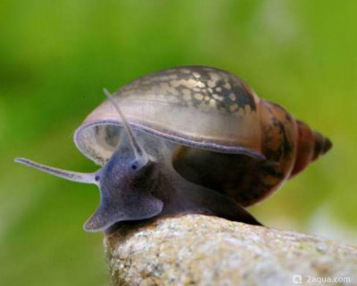 Улитка физа (Physa spp.)