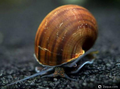 Улитка чёрная мистерия (Pomacea sp. (Black Mystery Snail))