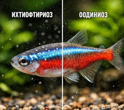 Фото Ихтиофтириоз или оодиниоз: как отличить манку от «бархатной болезни» (photo#158440)