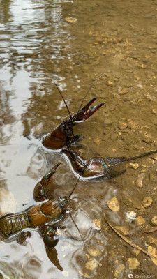 Фото Рак сигнальный Американский Расifastacus leniusculus  (photo#158772)