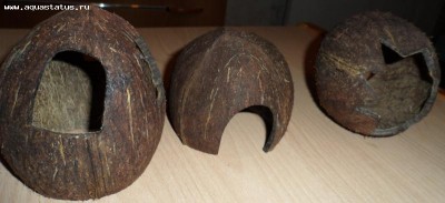 Кокосы в аквариуме