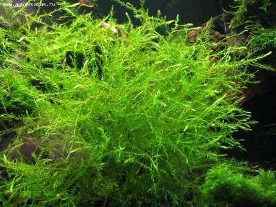 Фото Мох Фонтиналис дуриэи Fontinalis duriaei  (photo#16286)