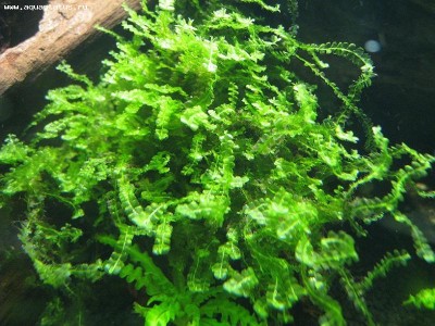 Фото Мох Пеарл Pearl Moss - Blepharostoma trichophyllum  (photo#16328)