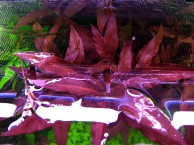 Фото Альтернантера розовая Alternanthera rosaefolia  (photo#18277)