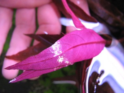 Фото Альтернантера розовая Alternanthera rosaefolia  (photo#18278)