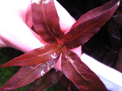 Фото Альтернантера розовая Alternanthera rosaefolia  (photo#18279)