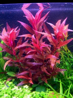 Фото Альтернантера розовая Alternanthera rosaefolia  (photo#18280)