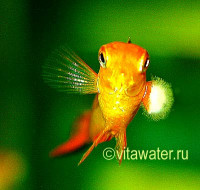 Фото Определение симптомов (photo#19053)