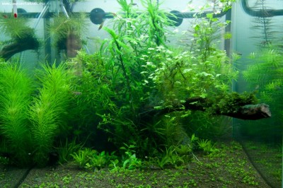 Фото Аквариум Nature Aqua 35 литров antyloop  (photo#19066)